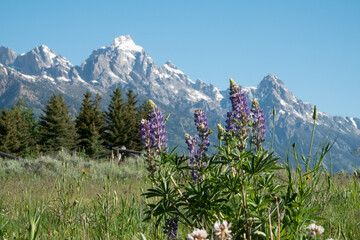 Lupine , flowers, Grand Teton, Teewinot, summer, 