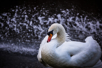 Schwan