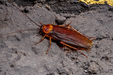 Adult American Cockroach