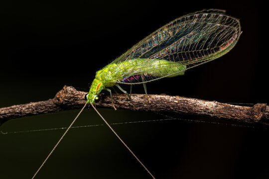 Adult Typical Green Lacewing