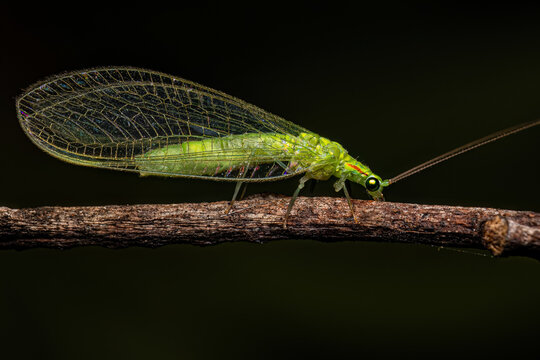 Adult Typical Green Lacewing