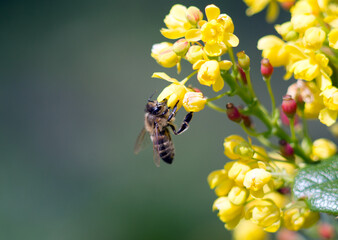 Bee and wild flower
