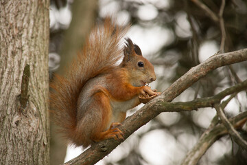 Naklejka na ściany i meble A young squirrel eats a nut