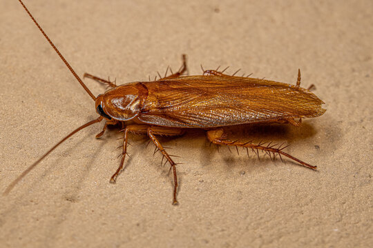 Adult Wood Cockroach