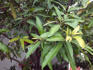 Mango tree leaves in the garden