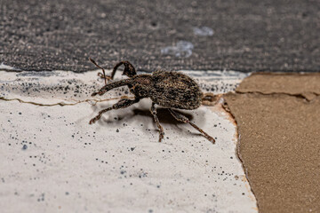 Adult True Weevil