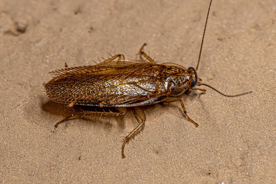 Adult Wood Cockroach