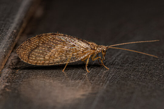 Adult Brown Lacewing