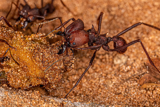 Adult Atta Leaf-cutter Ants