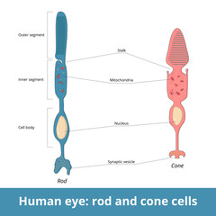 Human eye: rode and cone. Biological cell structure includes segments differentiation, stalk, nucleus, mitochondria and synaptic vesicles. Photoreceptor cells.