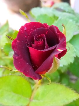 red rose with water drops