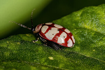 Adult Flea Beetle
