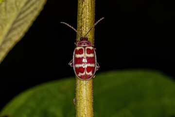 Adult Flea Beetle