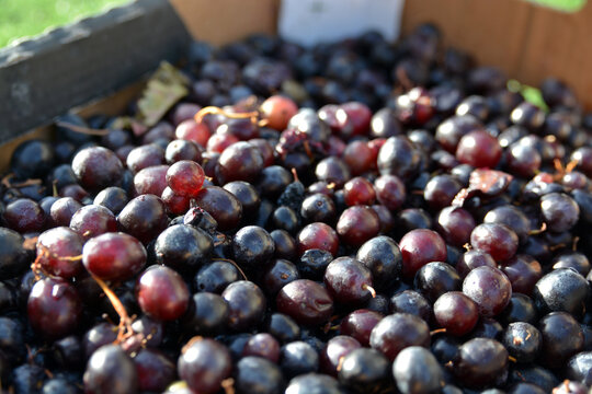Healthy fruits Red wine grapes background dark grapes blue grapeswine grapes,Red wine grapes background dark grapes, blue grapes ,Red Grape in a supermarket local market bunch of grapes ready to eat