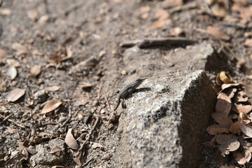 Lizard on a stone 