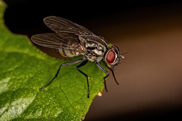Adult Muscoid Fly