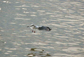 seagull flying to feeding food on sea at Bang poo travel location in Thailand 