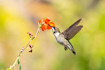 A juvenile Ruby-throated humming bird feeding on a flower, Ontario, Canada