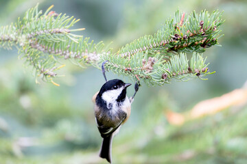 A Black-capped Chickadee on a pine tree in Mississauga, Ontario, Canada