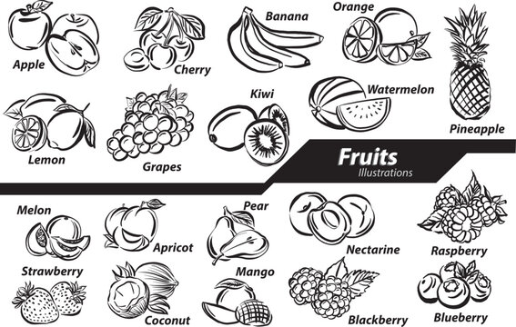 black and white Fruits illustrations doodle set collection drawing free hand style nature vector illustration