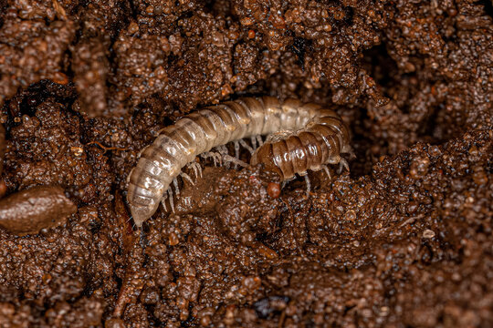 Small Long flange Millipede