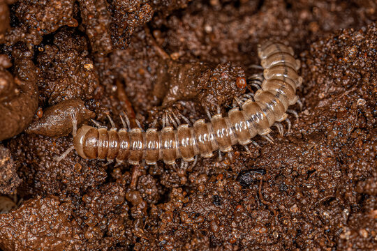 Small Long flange Millipede