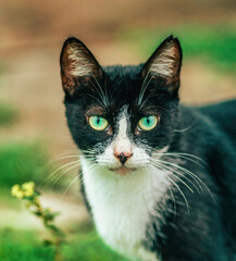 portrait of a cat eyes color green beautiful cute 