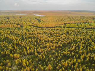 Fototapeta na wymiar Flight over summer field with country gravel road near forest. Aerial drone view. Flying over.