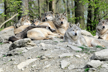 Naklejka premium Mackenzie-Wölfe (Canis lupus occidentalis), Captive, Deutschland, Europa