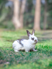 明るい林を前に草地に立つ白い子ウサギの横姿