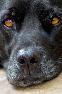 Black fur dog face detail with glowing amber eyes