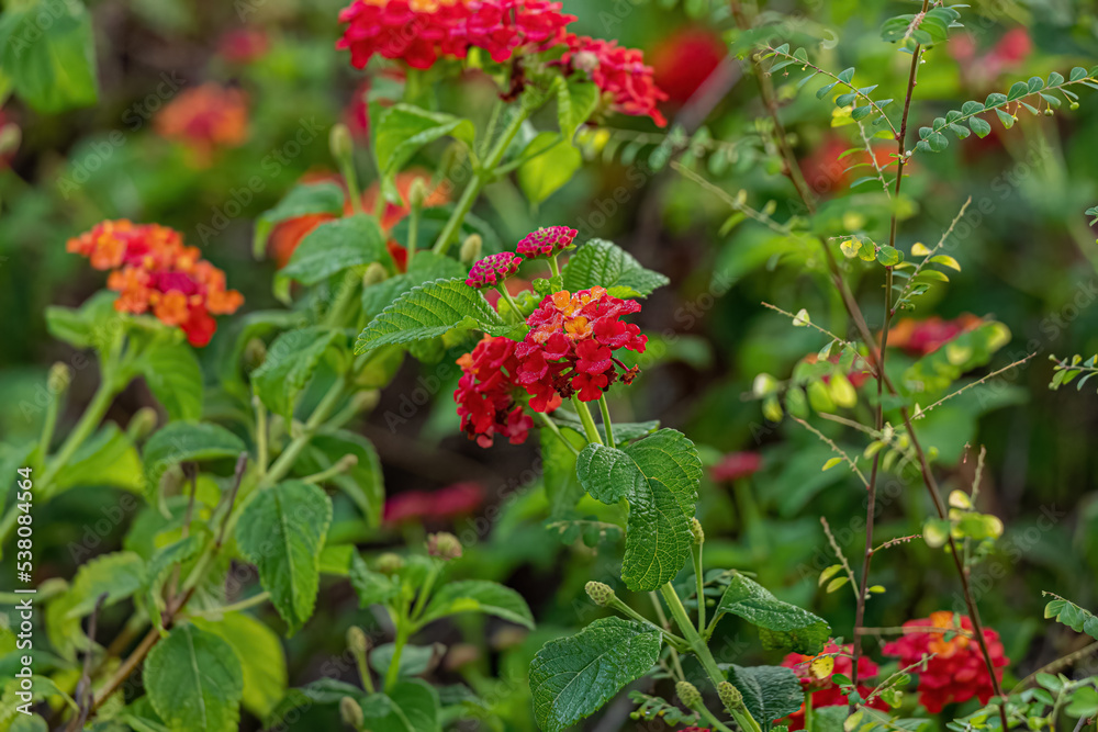 Wall mural red flower of common lantana