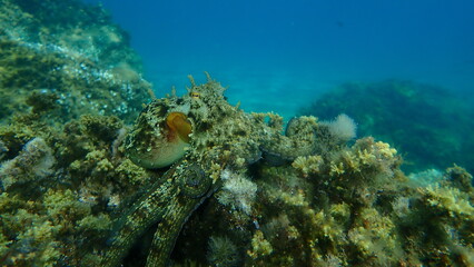 Common octopus (Octopus vulgaris) hunting, Aegean Sea, Greece, Halkidiki
