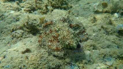 Common octopus (Octopus vulgaris) hunting, Aegean Sea, Greece, Halkidiki

