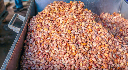 Fresh cocoa beans or white cocoa seeds in vats to prepare for fermentation before drying in the sun.