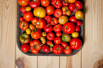 The last autumn harvest of tomatoes of different colors, sizes and ripeness.