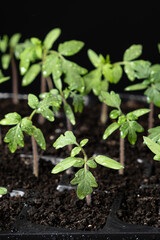 Growing tomatoes from seeds, step by step. Step 7 - the sprouts have grown.