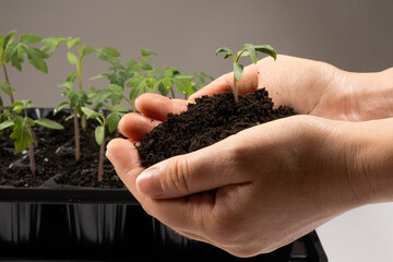 A young sprout with the earth in the hands of a man. The theme of horticulture and ecology.