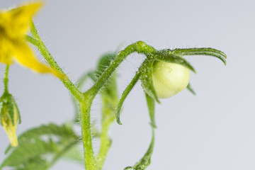 Growing tomatoes from seeds, step by step. Step 11 - First Flowers and First Tomato