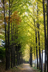 가을 빛으로 물든 아름다운 길