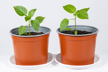 Growing peppers from seeds. Step 8 - the plant grows in a pot.