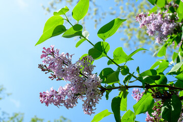 Group of fresh delicate small purple flowers of Syringa vulgaris (lilac or common lilac) towards clear blue sky in a garden in a sunny spring day, floral background photographed with soft focus