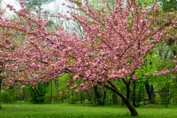 Large cherry tree with many branches with vivid pink flowers in full bloom with blurred background in a garden in a sunny spring day, beautiful Japanese cherry blossoms floral background, sakura.