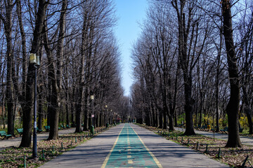 Landscape with large green trees and long walking alley in Herastrau Park in Bucharest, Romania,  in a sunny spring day.