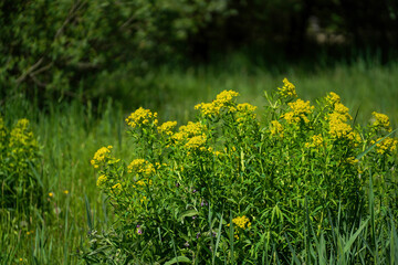 Meadow with lots of colorful flowers