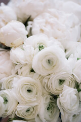 Beautiful blossoming white Ranunculus flowers horizontal texture, close up view