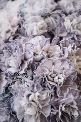 Beautiful dyed pastel purple carnations flowers macro texture, close up view 