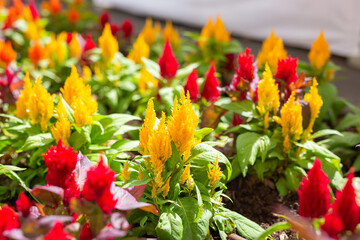 red and yellow lattice plant in garden