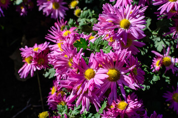 Fototapeta premium Many vivid pink Chrysanthemum x morifolium flowers in a garden in a sunny autumn day, beautiful colorful outdoor background photographed with soft focus