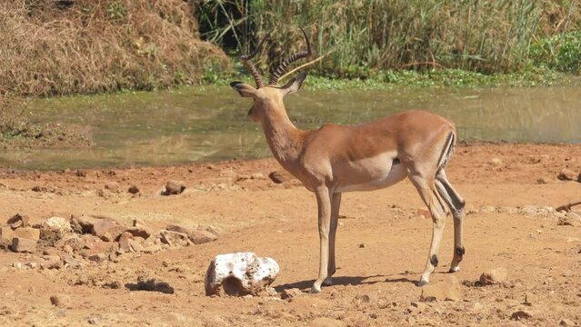 Side view of impala ram licking large block of salt